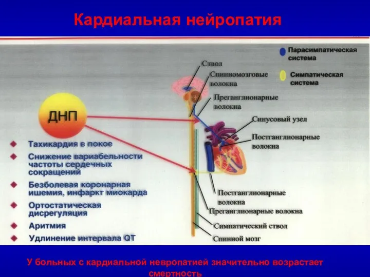 Кардиальная нейропатия У больных с кардиальной невропатией значительно возрастает смертность