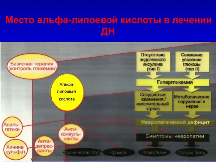 Место альфа-липоевой кислоты в лечении ДН