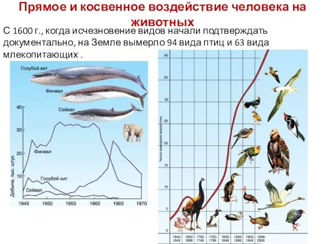 Прямое и косвенное воздействие человека на животных С 1600 г.,