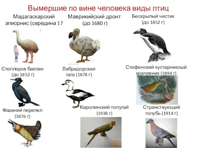 Вымершие по вине человека виды птиц Стеллеров баклан (до 1852