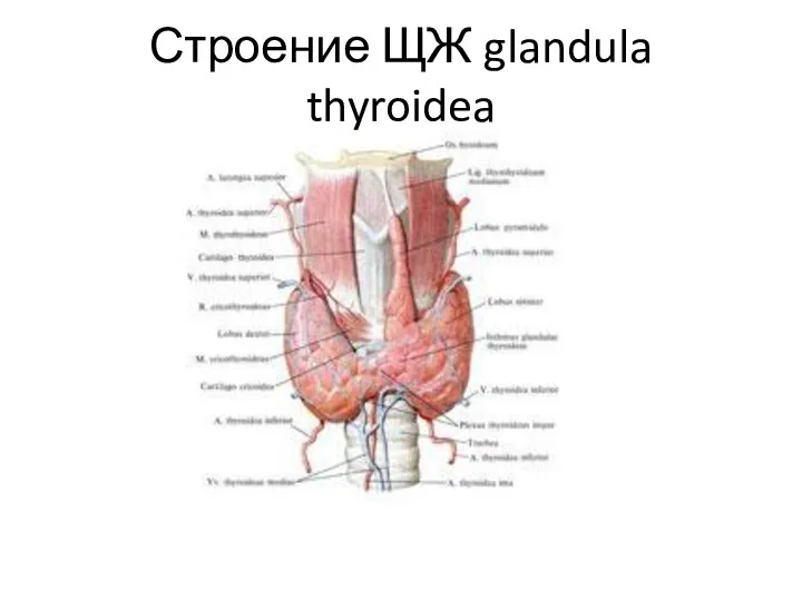 Строение ЩЖ glandula thyroidea