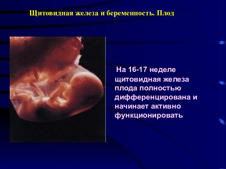 Щитовидная железа и беременность. Плод На 16-17 неделе щитовидная железа