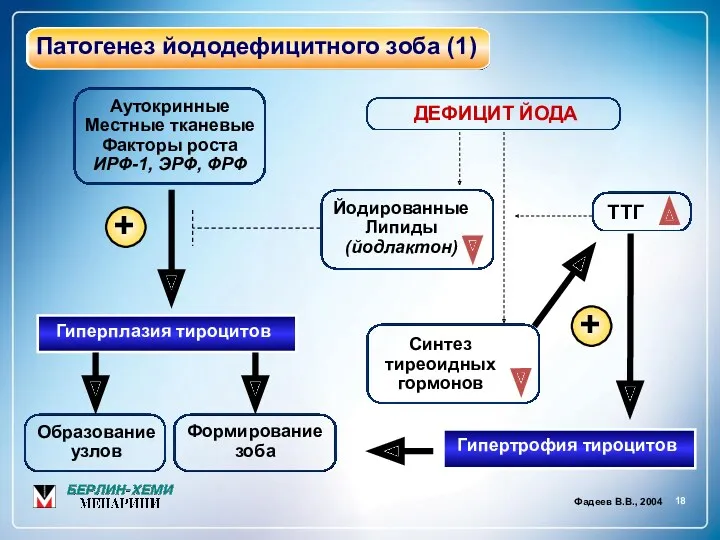 18 Патогенез йододефицитного зоба (1) Фадеев В.В., 2004 Аутокринные Местные