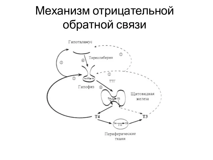 Механизм отрицательной обратной связи