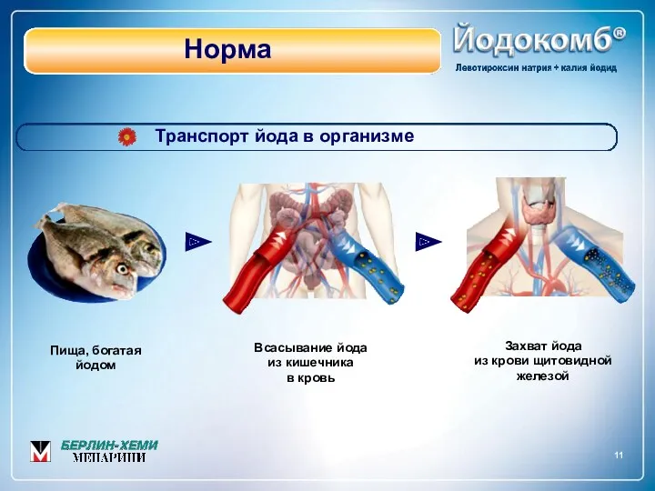 11 Пища, богатая йодом Всасывание йода из кишечника в кровь