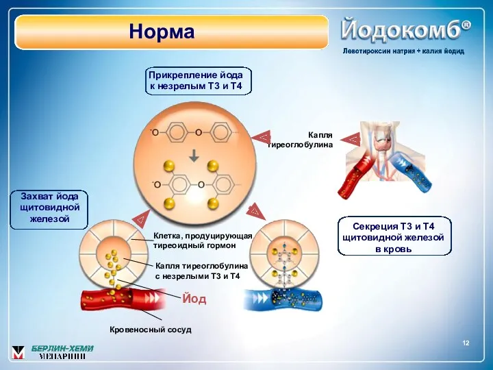 Норма 12 Кровеносный сосуд Йод Капля тиреоглобулина с незрелыми Т3