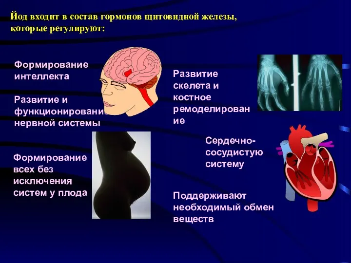 Йод входит в состав гормонов щитовидной железы, которые регулируют: Развитие