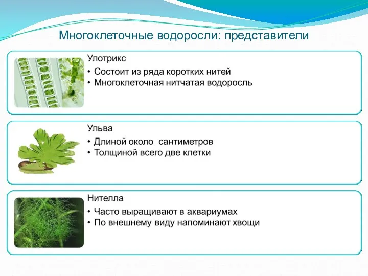Многоклеточные водоросли: представители