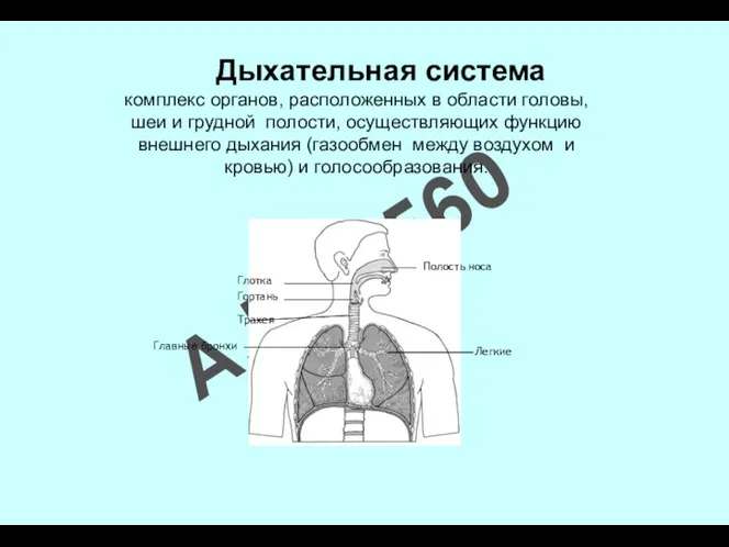 Дыхательная система комплекс органов, расположенных в области головы, шеи и