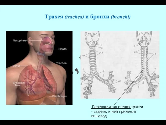 Трахея (trachea) и бронхи (bronchi) Перепончатая стенка трахеи - задняя, к ней прилежит пищевод