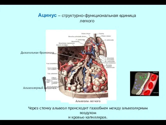 Ацинус – структурно-функциональная единица легкого Дыхательная бронхиола Альвеолярный мешочек Альвеолы
