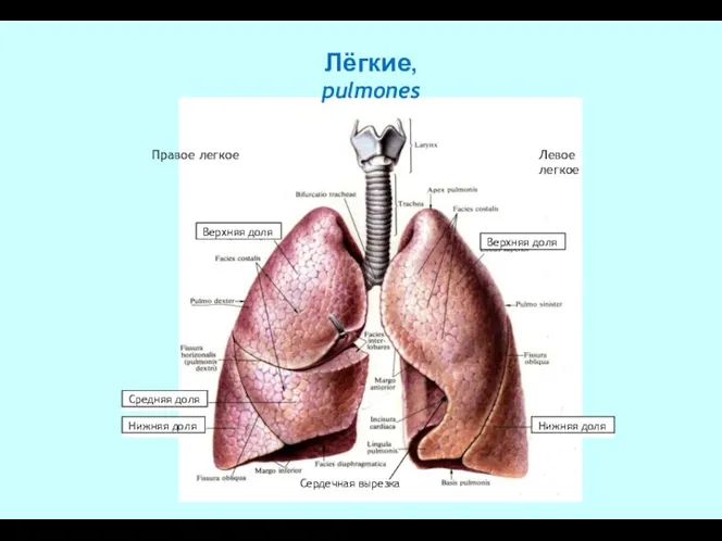 Лёгкие, pulmones Правое легкое Левое легкое Верхняя доля Средняя доля