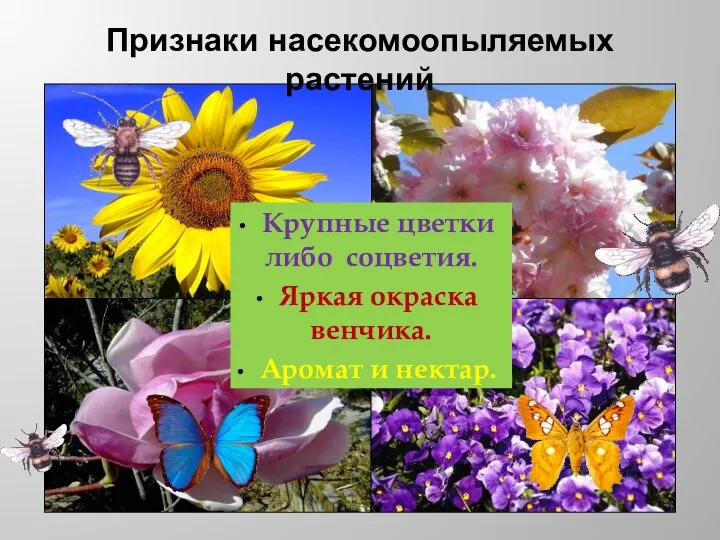 Признаки насекомоопыляемых растений Крупные цветки либо соцветия. Яркая окраска венчика. Аромат и нектар.