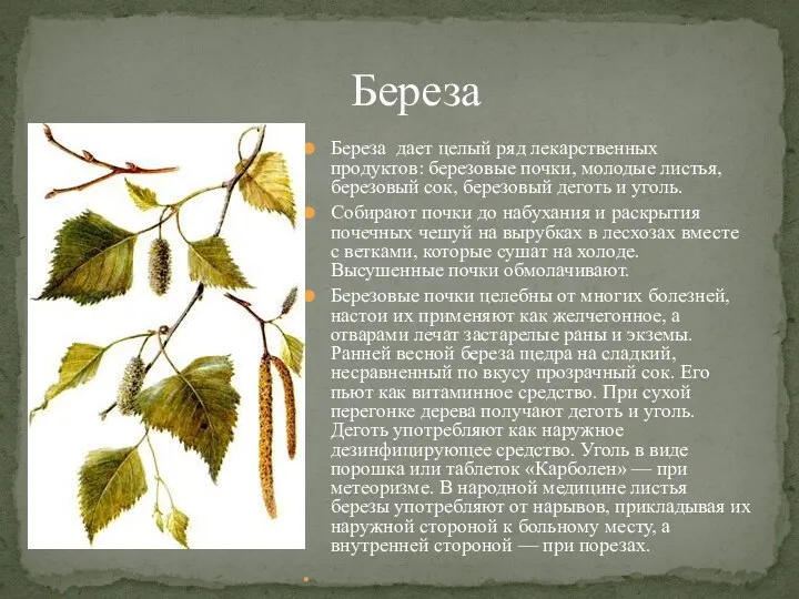 Береза дает целый ряд лекарственных продуктов: березовые почки, молодые листья,