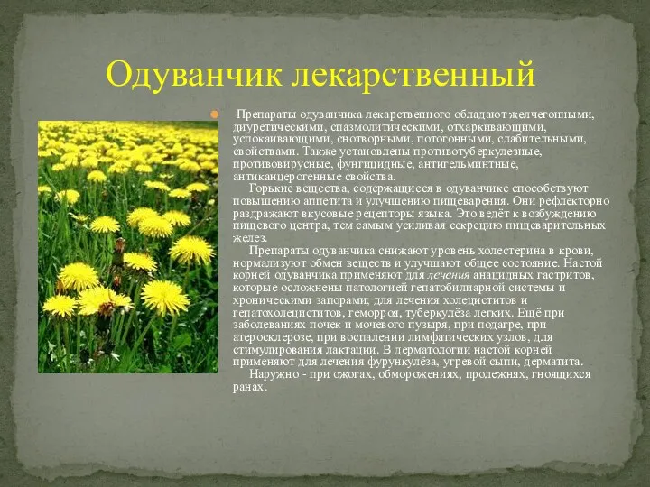 Препараты одуванчика лекарственного обладают желчегонными, диуретическими, спазмолитическими, отхаркивающими, успокаивающими, снотворными,