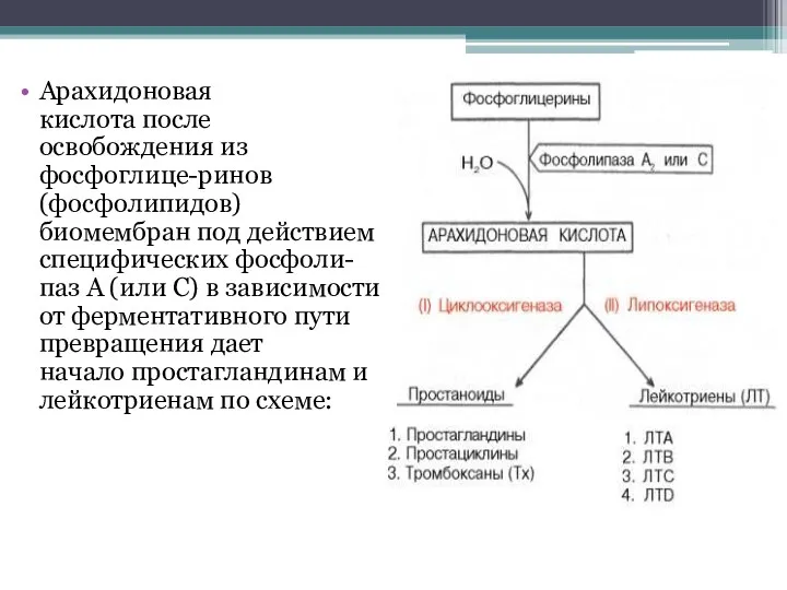 Арахидоновая кислота после освобождения из фосфоглице-ринов (фосфолипидов) биомембран под действием