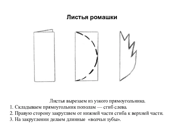 Листья ромашки Листья вырезаем из узкого прямоугольника. 1. Складываем прямоугольник