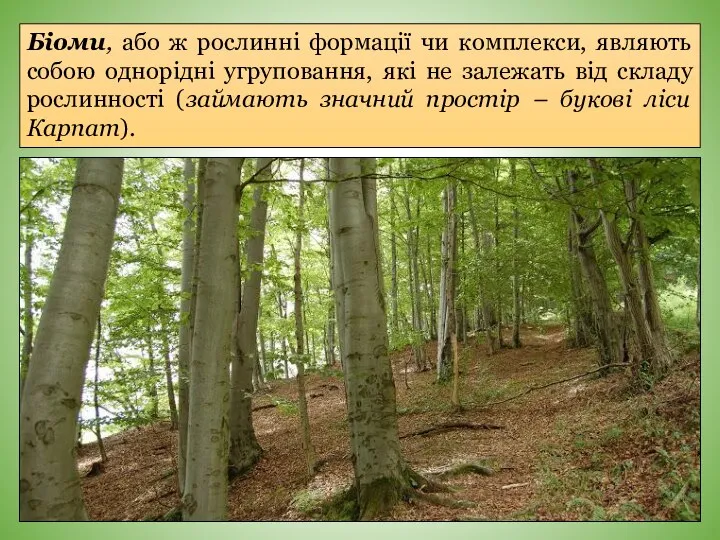 Біоми, або ж рослинні формації чи комплекси, являють собою однорідні