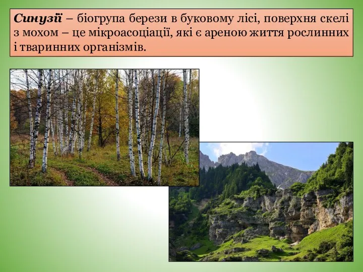 Синузії – біогрупа берези в буковому лісі, поверхня скелі з