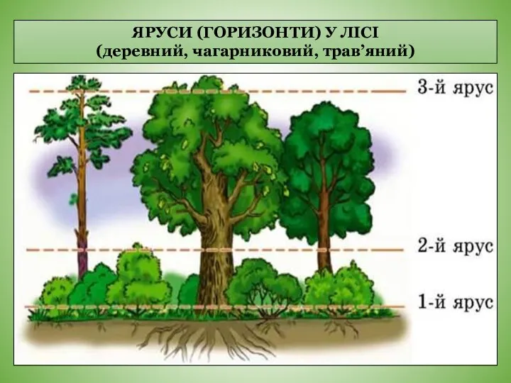 ЯРУСИ (ГОРИЗОНТИ) У ЛІСІ (деревний, чагарниковий, трав’яний)