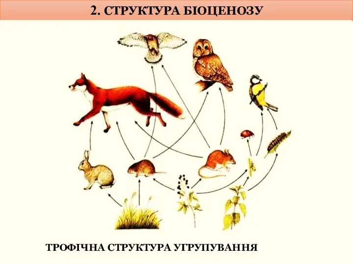 2. СТРУКТУРА БІОЦЕНОЗУ ТРОФІЧНА СТРУКТУРА УГРУПУВАННЯ