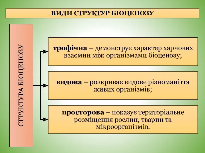 ВИДИ СТРУКТУР БІОЦЕНОЗУ