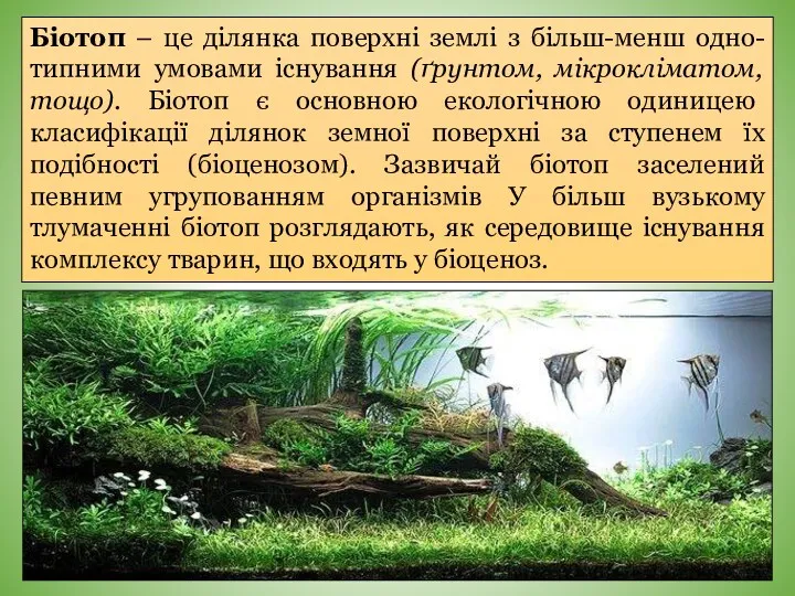 Біотоп – це ділянка поверхні землі з більш-менш одно-типними умовами