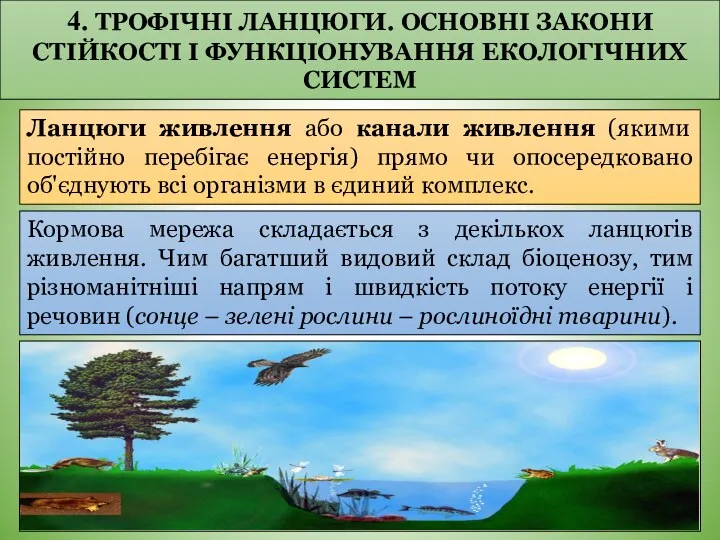 4. ТРОФІЧНІ ЛАНЦЮГИ. ОСНОВНІ ЗАКОНИ СТІЙКОСТІ І ФУНКЦІОНУВАННЯ ЕКОЛОГІЧНИХ СИСТЕМ