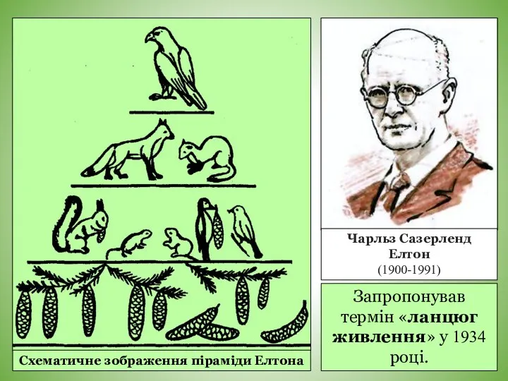 Схематичне зображення піраміди Елтона Чарльз Сазерленд Елтон (1900-1991) Запропонував термін «ланцюг живлення» у 1934 році.