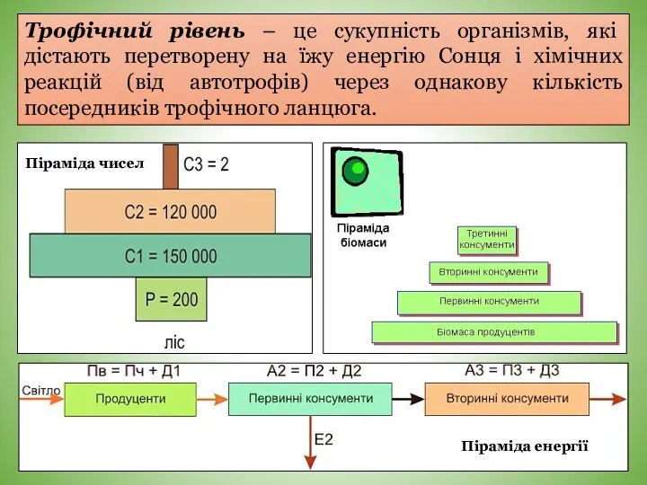 Трофічний рівень – це сукупність організмів, які дістають перетворену на