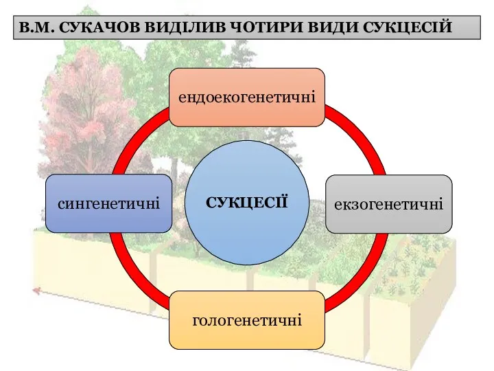 В.М. СУКАЧОВ ВИДІЛИВ ЧОТИРИ ВИДИ СУКЦЕСІЙ