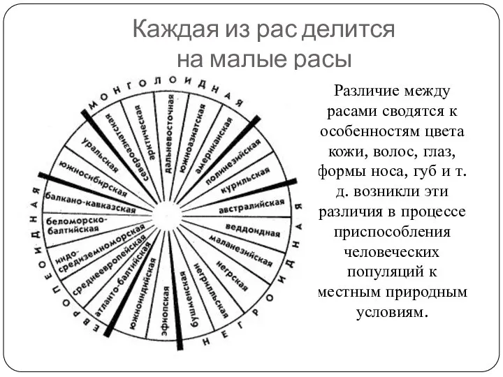 Каждая из рас делится на малые расы Различие между расами