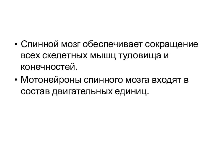 Спинной мозг обеспечивает сокращение всех скелетных мышц туловища и конечностей.