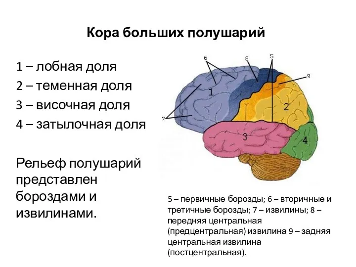 Кора больших полушарий 1 – лобная доля 2 – теменная