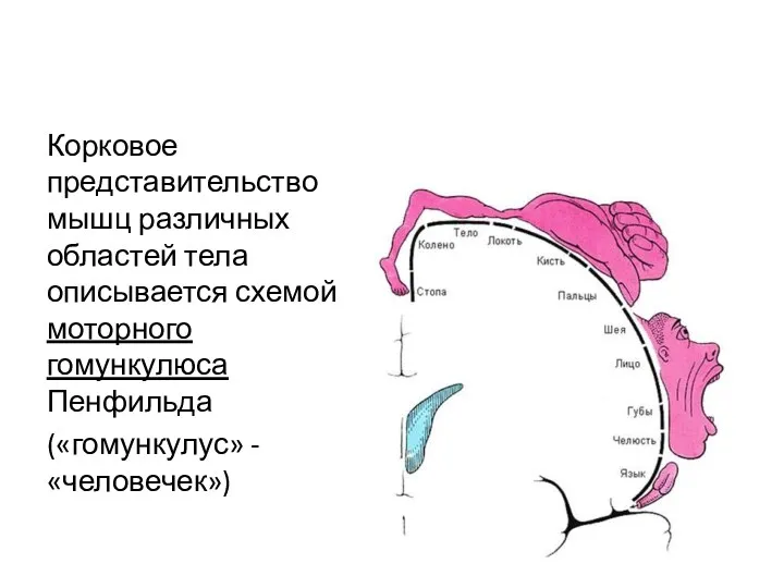 Корковое представительство мышц различных областей тела описывается схемой моторного гомункулюса Пенфильда («гомункулус» - «человечек»)