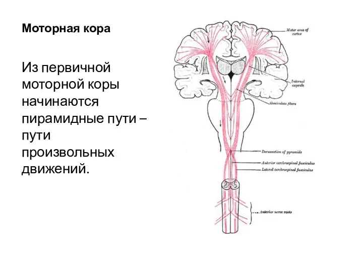 Моторная кора Из первичной моторной коры начинаются пирамидные пути –пути произвольных движений.