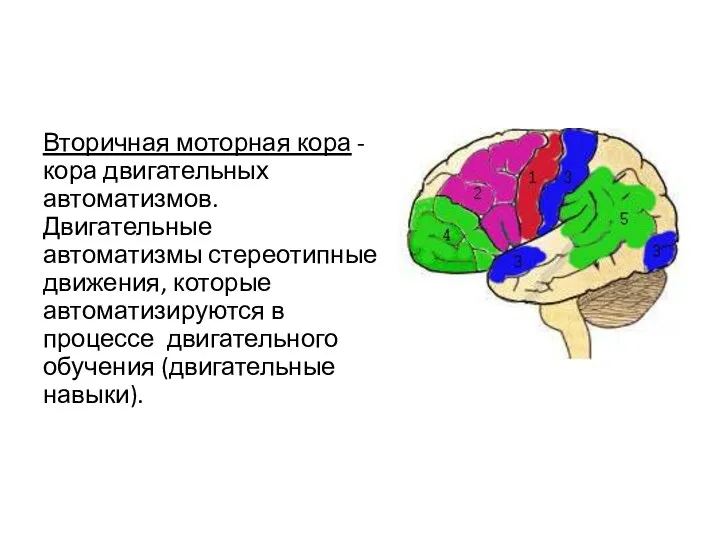 Вторичная моторная кора - кора двигательных автоматизмов. Двигательные автоматизмы стереотипные