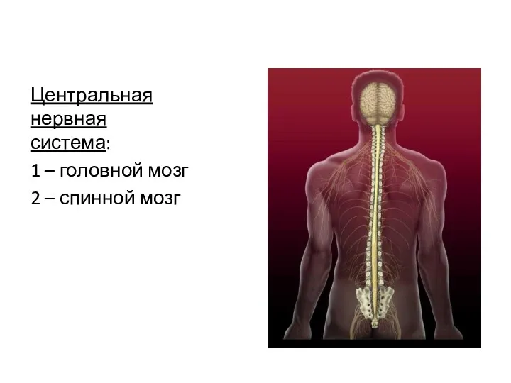 Центральная нервная система: 1 – головной мозг 2 – спинной мозг