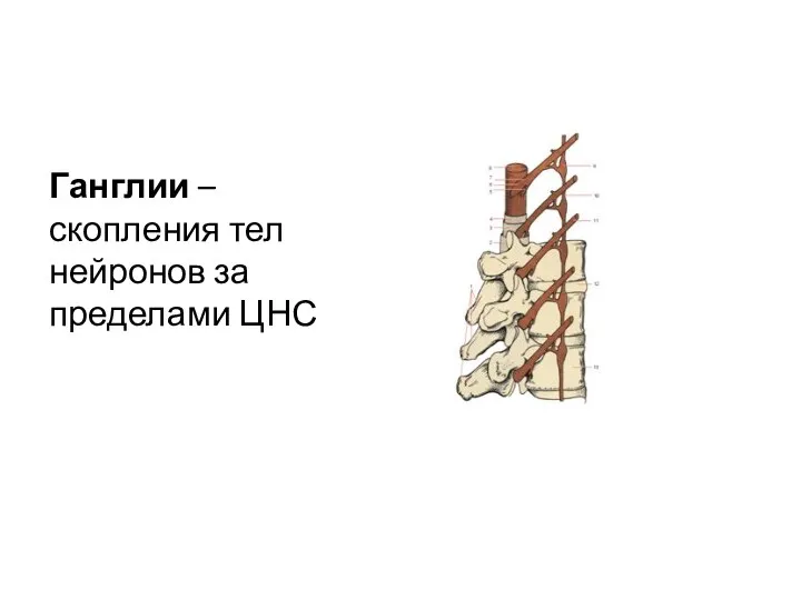 Ганглии – скопления тел нейронов за пределами ЦНС