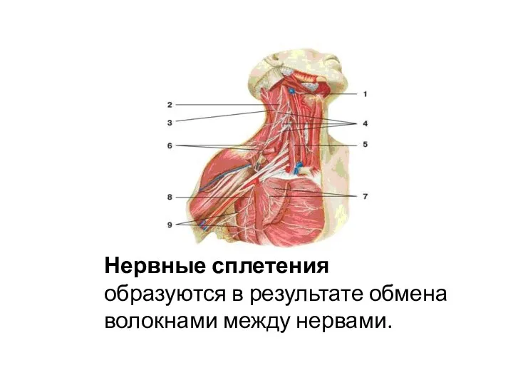 Нервные сплетения образуются в результате обмена волокнами между нервами.