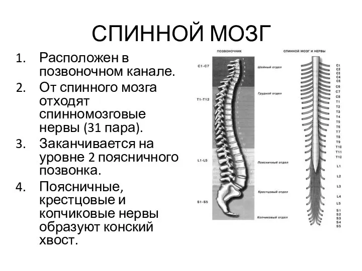 СПИННОЙ МОЗГ Расположен в позвоночном канале. От спинного мозга отходят