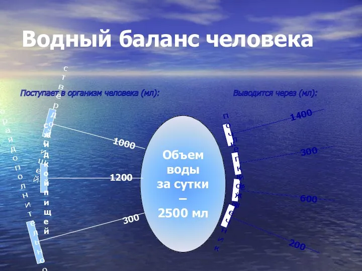 Водный баланс человека Объем воды за сутки – 2500 мл