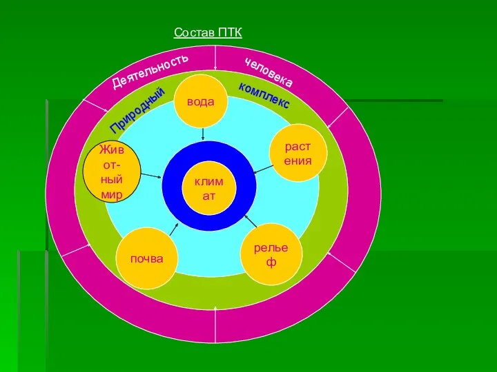 Состав ПТК Деятельность человека Природный комплекс климат вода растения рельеф почва Живот- ный мир
