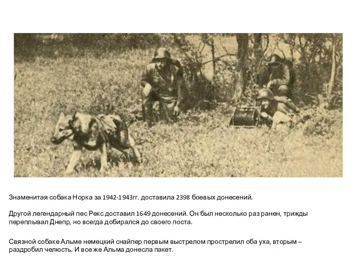Связной собаке Альме немецкий снайпер первым выстрелом прострелил оба уха,
