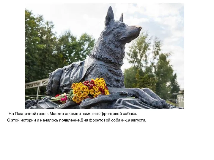 На Поклонной горе в Москве открыли памятник фронтовой собаке. С