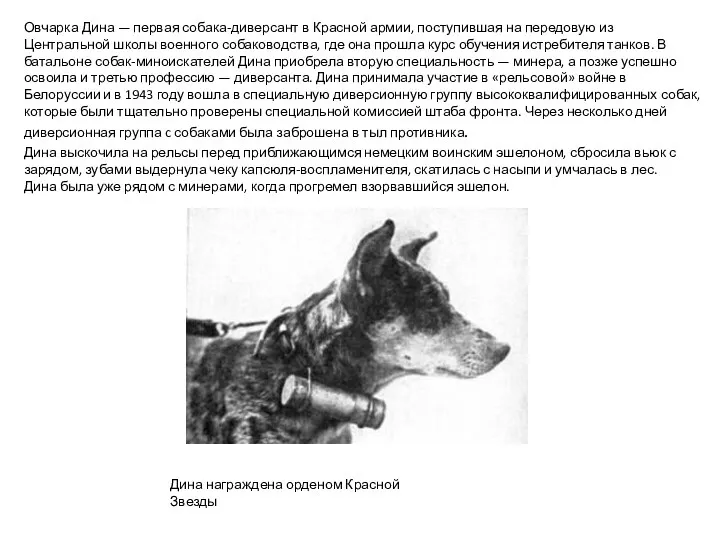 Овчарка Дина — первая собака-диверсант в Красной армии, поступившая на