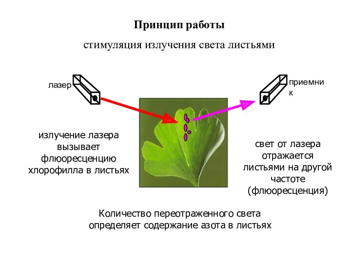 лазер излучение лазера вызывает флюоресценцию хлорофилла в листьях Количество переотраженного