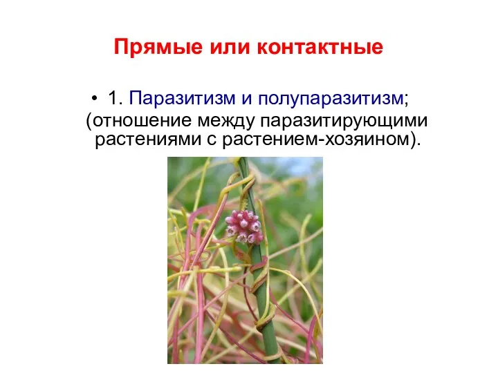 Прямые или контактные 1. Паразитизм и полупаразитизм; (отношение между паразитирующими растениями с растением-хозяином).