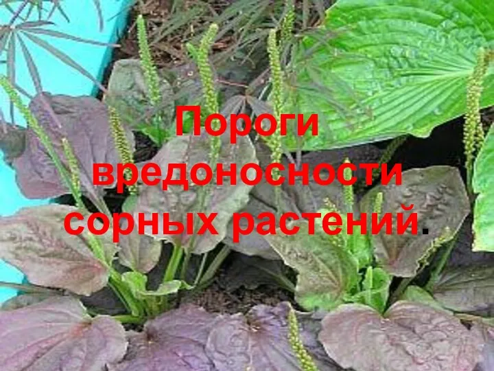 Пороги вредоносности сорных растений.