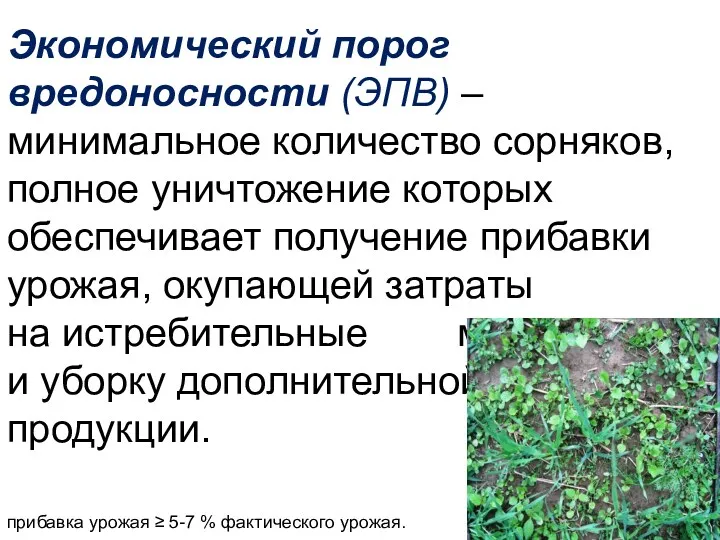 Экономический порог вредоносности (ЭПВ) – минимальное количество сорняков, полное уничтожение